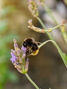 Bumblebee on a flower