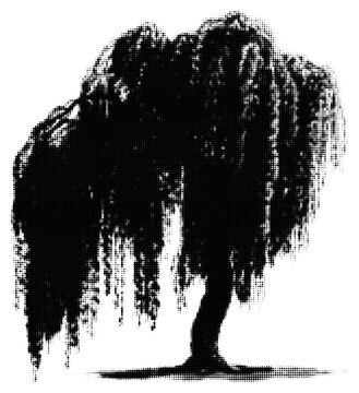 Weeping willow tree silhouette against sky illustration