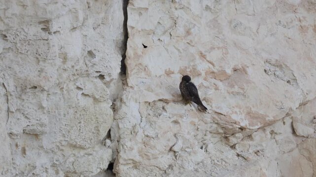 Eleonora's Falcons Perching on Steep Cliffs of Zapalo Beach, Episkopi, Cyprus
