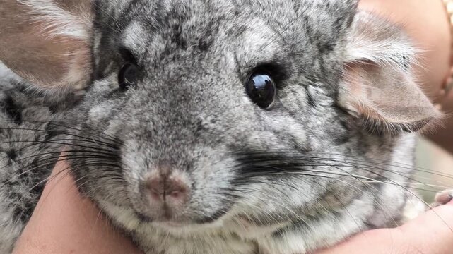 a serene and gentle moment of a chinchilla being held and petted by a person in a calm indoor environment, with a dark background and fabric backdrop, highlighting the chinchilla's fur.