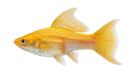 Golden aquarium fish isolated on transparent background, side view cutout with detailed scales, fins, tail, and tropical freshwater pet profile © Vivid Pixel