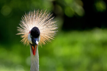 Grey crowned crane a portrait © Janusz