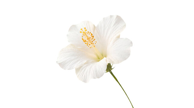 White hibiscus flower isolated on transparent background, tropical blossom cutout with delicate petals, yellow stamens and green stem for design