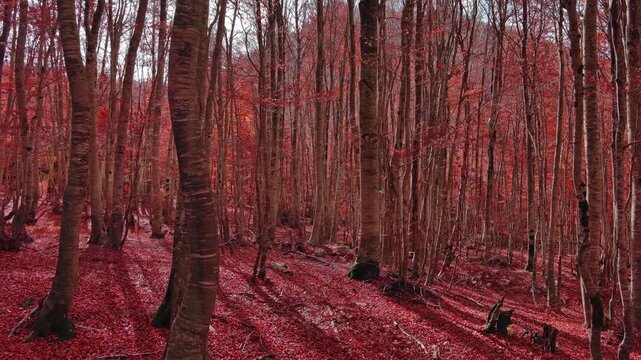 Aerial landscape of autumn beech forest with red foliage. Moving in tall trees in woodland, natural scenery background, 4k