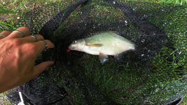 Fisherman adjusting landing net with freshly caught Common Bream (Abramis brama) in green grass, successful summer fishing trip.