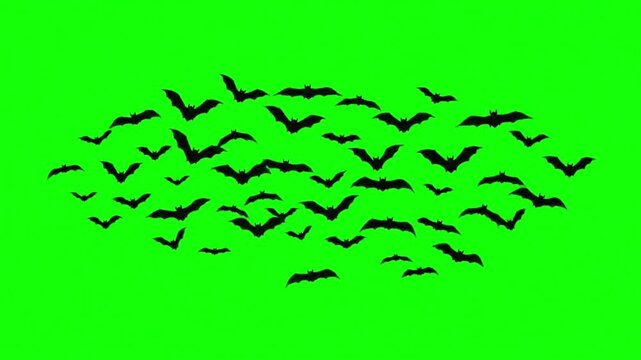Flock of bats flying in formation on green screen background