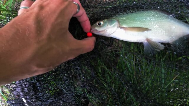 Close up of caught Common Bream (Abramis brama) fish in landing net with red boilie bait in mouth, sport fishing success concept.