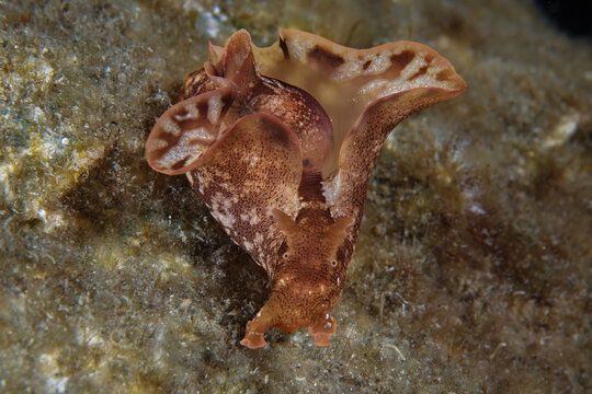 Brown sea hare from Cyprus 