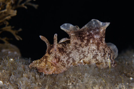 Brown sea hare from Cyprus 