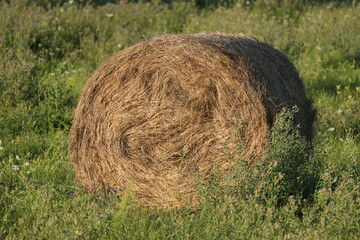 Baled and blooming — hay bale in second-cut lucerne, Transylvania farmland © Ionel