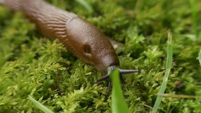 Extreme close-up of slug crawling over moss and grass