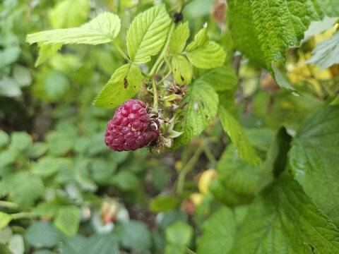 A single ripe raspberry hangs from a leafy green plant in a garden.