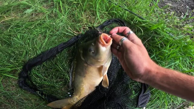 Fisherman Carefully Unhooking Caught Common Carp (Cyprinus carpio) in Landing Net. Catch and Release Concept.