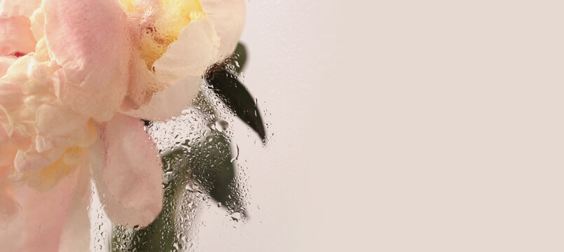Smoke selected soft focus cream beige pink Peony Flower through glass with wet water Drops. Abstract natural blur horizontal background.