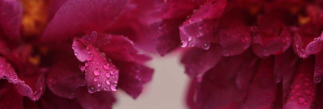 Smoke close-up selective soft focus pink, red, purple Peony Flower bud Petal with water Drops. Natural blur background.