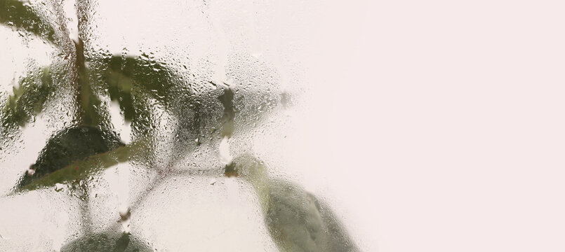 Smoke selected soft focus green Leaf twig through glass with wet water Drops. Abstract natural blur beige horizontal background.