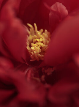 Smoke selective soft focus Peony Flower bud, Petals, stamen, pestle. Blur purple, red yellow natural abstract background.