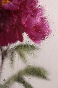 Smoke selected soft focus purple pink Peony Flower through glass with wet water Drops. Abstract natural blur background.
