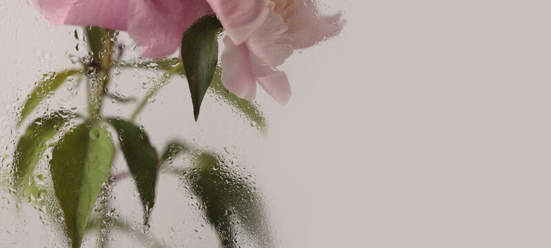 Smoke selected soft focus cream beige pink Peony Flower through glass with wet water Drops. Abstract natural blur horizontal background.