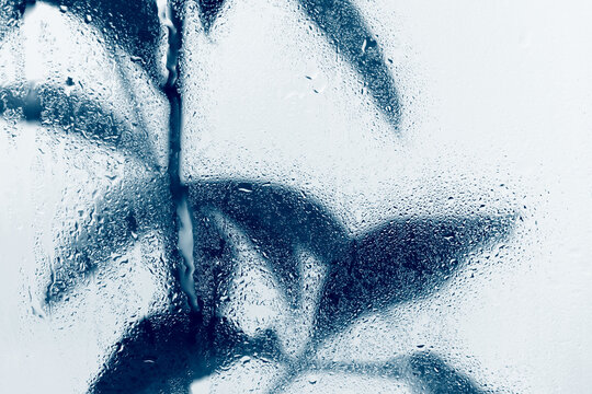 Smoke selected Soft focus green Leaf twig through glass with wet water drops. Abstract natural blur background.