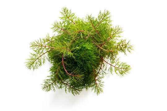  fresh green Java moss, aquarium water plant,