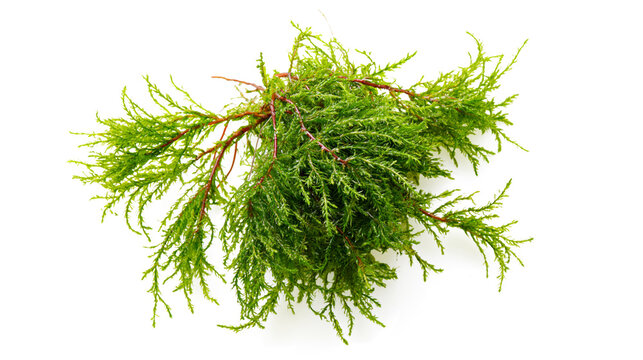  fresh green Java moss, aquarium water plant,