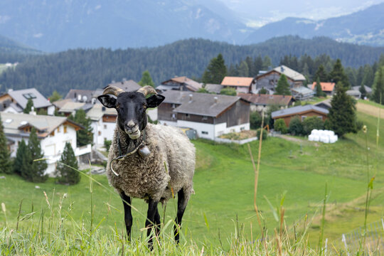 black_headed_sheep
