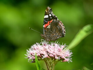 butterfly on flower © Rmj