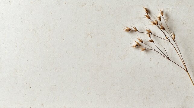 Minimalist Arrangement of Dry Grass Plant on Textured Beige Background