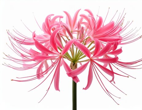 delicate pink spider lily flower isolated on white background pink lycoris radiata flower with delicate petals isolated on white background