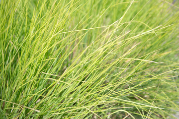 Fototapeta premium Grassland meadow. Green grassy grass. Nature background. Green nature with grassy plant. Summer meadow with grassy plant. Fresh nature lawn background