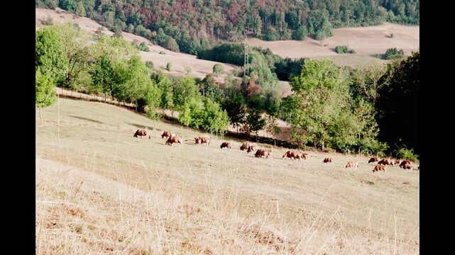 Herd of 21 domestic cows grazing on parched brown meadows with dry red forest during extreme climate crisis summer drought, Trimbach Switzerland cinematic 4k