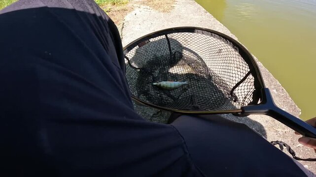 Caught European perch (Perca fluviatilis) fish with soft plastic lure in mouth lying inside black landing net on concrete bank.