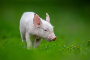 Adorable pink pig exploring a lush green grassy field © byrdyak