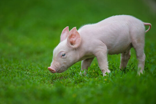 Adorable pink pig exploring a lush green grassy field