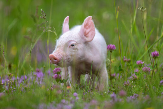 A young, pink piglet stands curiously amidst a field of lush green grass and delicate purple clover flowers