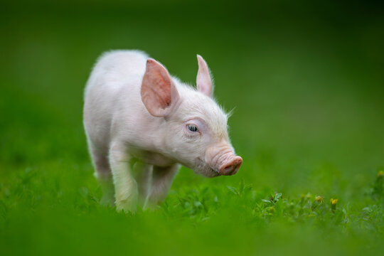 Adorable pink pig exploring a lush green grassy field