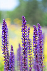 Obraz premium Purple aromatic avender bloom in nature. Composition of nature. Summer blooming flower. Blooming flower field. Field of lavender. Lavender flowers in summer. France Provence lavender field