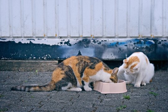 Two street cats eating cat food from dish. Horizontal image with selective focus.	