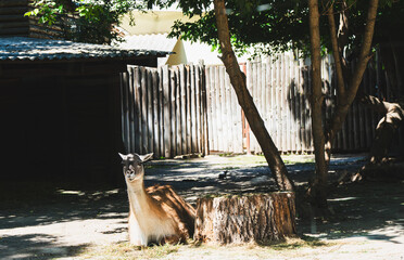 Llama or guanaco lying on the ground next to a tree stump in a zoo enclosure on a sunny day. © Вита Курило