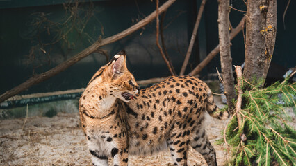 African serval wild cat standing in profile with mouth open hiss or call inside an enclosure © Вита Курило