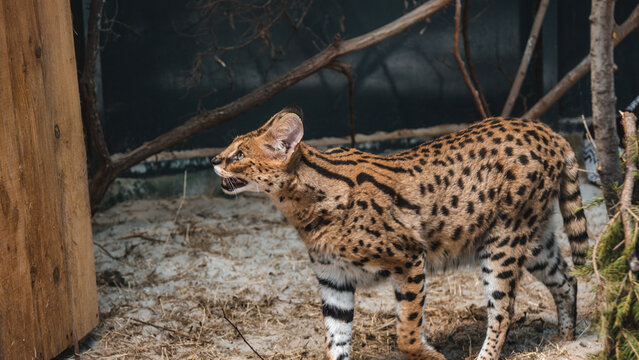African serval wild cat standing in profile with mouth open hiss or call inside an enclosure