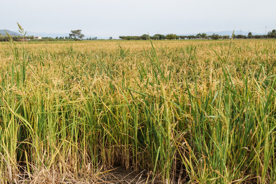 Ripe rice field in delta del ebro
