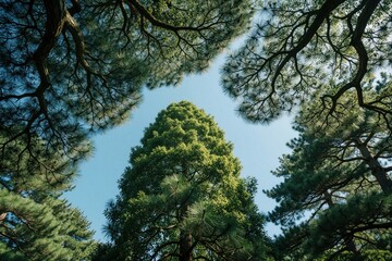 Obraz premium Low angle view looking up at tall green trees against clear blue sky. Foliage, thick branches create natural canopy in bright sunlight. Peaceful forest scenery during spring summer season in outdoor