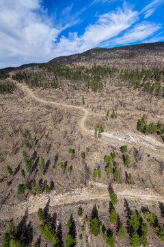 Aerial View Of Burned Forest And Dirt Road Recovering On Mountainside In British Columbia Canada