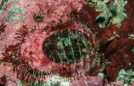 Closup of a Carnivorous Chiton underwater, Placiphorella velata