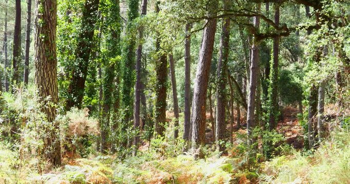 Magnificent forest landscape in the Landes region of southwestern France