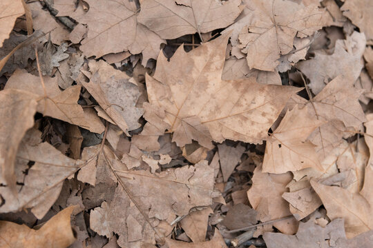 Autumn dry leaves covering forest floor
