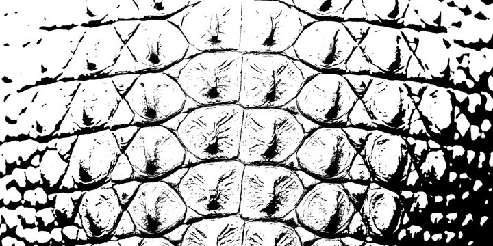 Black and white extreme close up of alligator skin texture with high contrast alligator crocodile wildlife close