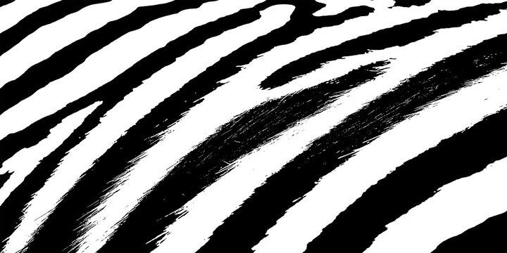 Zebra skin pattern black and white texture with wildlife monochrome abstract background contrast detailed backdrop